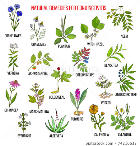 Best herbal remedies for conjunctivitis. Best herbal remedies for conjunctivitis. 74216632