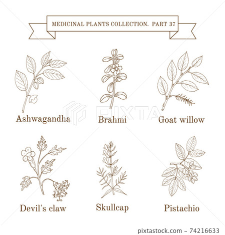 Vintage collection of hand drawn medical herbs and plants 74216633
