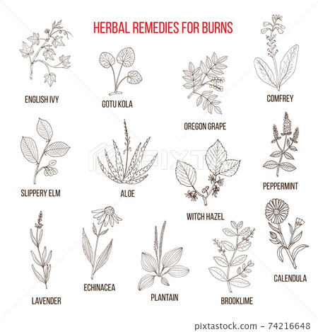 Collection of herbs for burns 74216648