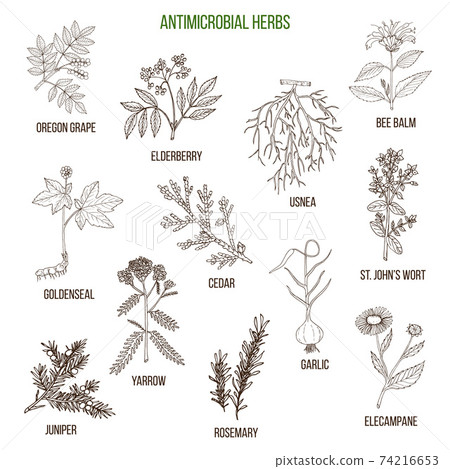 Antimicrobial herbs. Hand drawn set of medicinal plants Antimicrobial herbs. Hand drawn set of medicinal plants 74216653