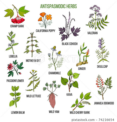 Antispasmodic herbs. Hand drawn set of medicinal plants 74216654
