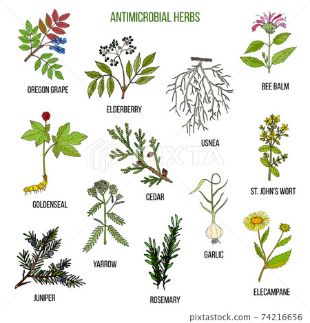 Antimicrobial herbs. Hand drawn set of medicinal plants 74216656