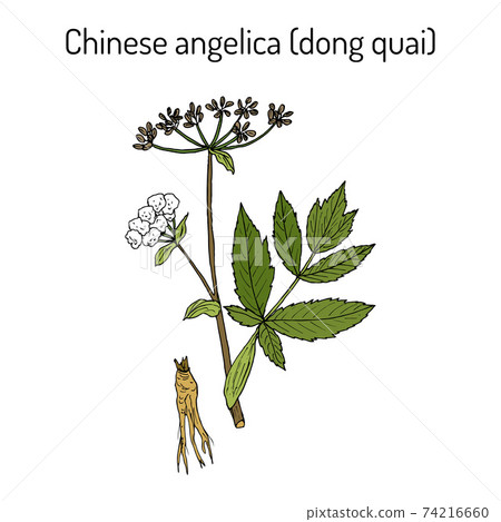 Angelica sinensis, or dong quai, or female ginseng - medicinal herb 74216660