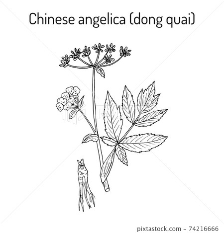 Angelica sinensis, or dong quai, or female ginseng - medicinal herb Angelica sinensis, or dong quai, or female ginseng - medicinal herb 74216666