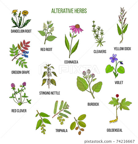Alterative herbs. Hand drawn set of medicinal plants Alterative herbs. Hand drawn set of medicinal plants 74216667