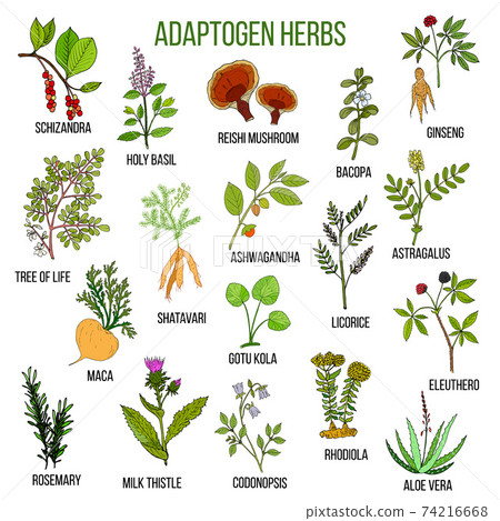 Adaptogen herbs. Hand drawn set of medicinal plants 74216668
