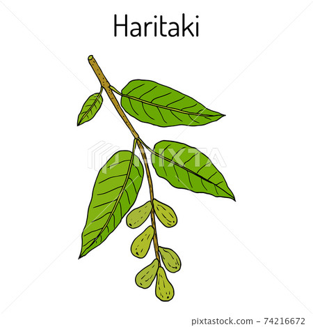 Haritaki Terminalia chebula , or black, or chebulic myrobalan, Ayurveda plant Haritaki Terminalia chebula , or black, or chebulic myrobalan, Ayurveda plant 74216672