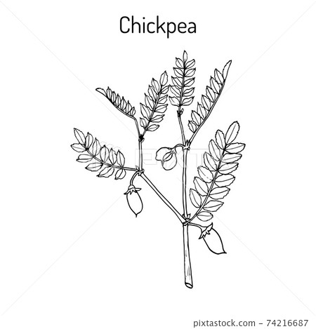 Chickpea Cicer arietinum , or bengal gram, garbanzo bean, egyptian pea 74216687