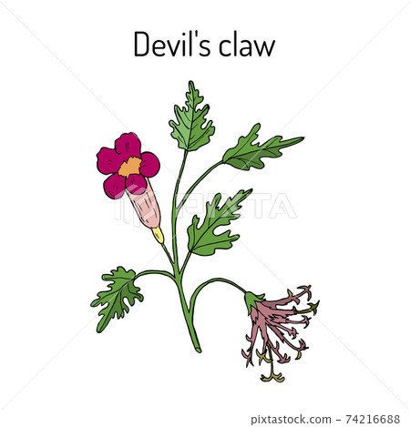 Devil s Claw Harpagophytum procumbens , or grapple plant, wood spider 74216688