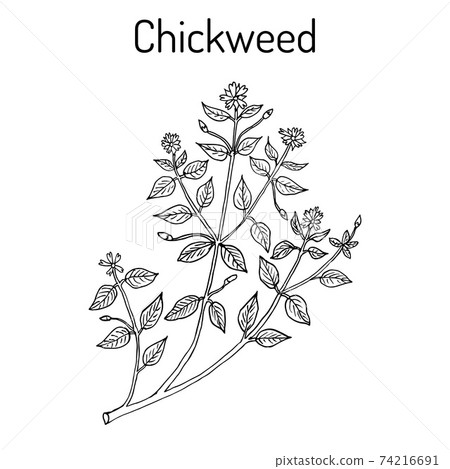 Chickweed Stellaria media or chickenwort, craches, maruns, winterweed Chickweed Stellaria media or chickenwort, craches, maruns, winterweed 74216691
