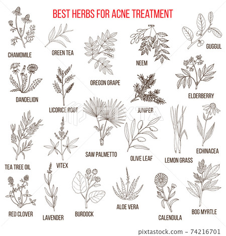 Collection of herbs for acne treatment 74216701