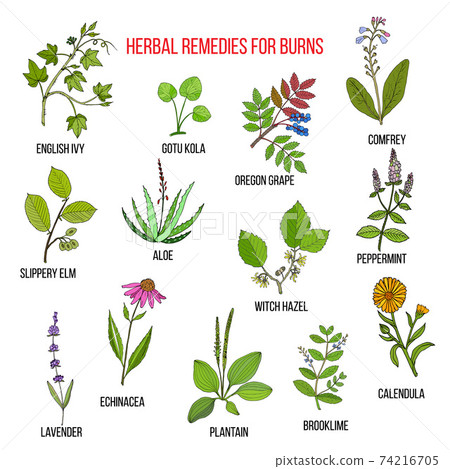 Collection of herbs for burns 74216705