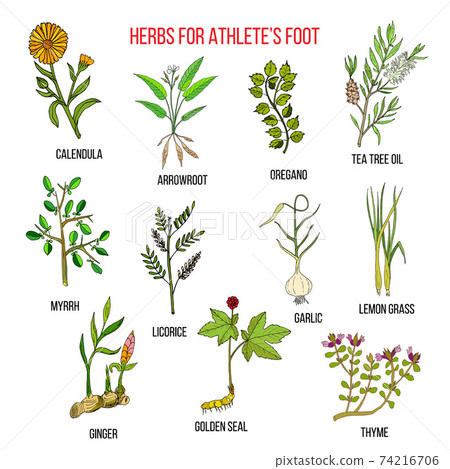 Collection of herbs for athlete foot 74216706