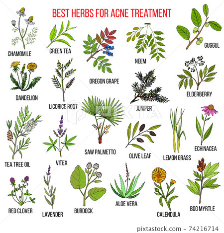 Collection of herbs for acne treatment Collection of herbs for acne treatment 74216714