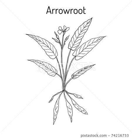 West Indian arrowroot Maranta arundinacea , or obedience plant, araru, ararao 74216733