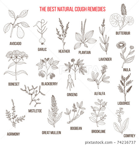 Natural herbs for cough remedies 74216737