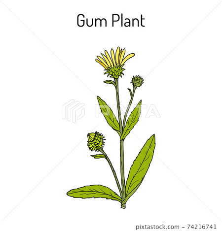 Gum Plant Grindelia squarrosa , medicinal plant 74216741