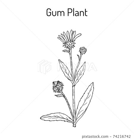 Gum Plant Grindelia squarrosa , medicinal plant 74216742