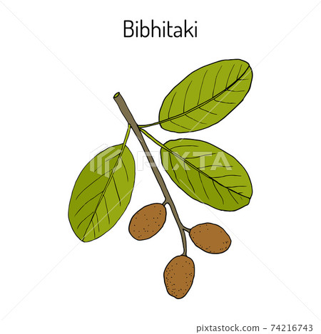 Bahera, or bibhitaki, beleric or bastard myrobalan Terminalia bellirica , medicinal plant Bahera, or bibhitaki, beleric or bastard myrobalan Terminalia bellirica , medicinal plant 74216743