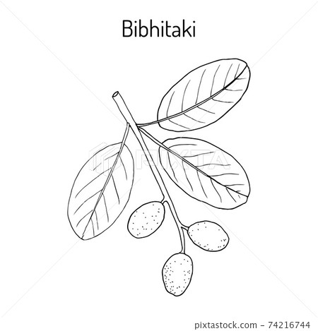 Bahera, or bibhitaki, beleric or bastard myrobalan Terminalia bellirica , medicinal plant 74216744