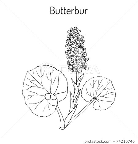 Butterbur Petasites hybridus , medicinal plant 74216746