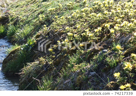 Fukujusuku Fukuju Fukujou 74217339