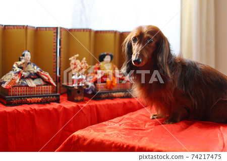 臘腸犬享受娃娃節 74217475