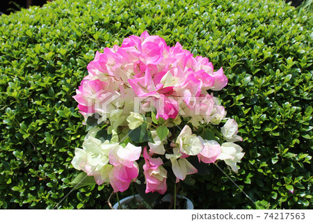 Bougainvillea Bougainvillea 74217563