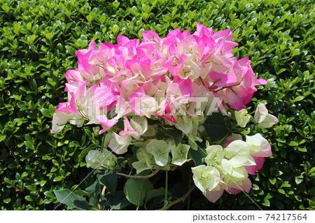 Bougainvillea Bougainvillea 74217564