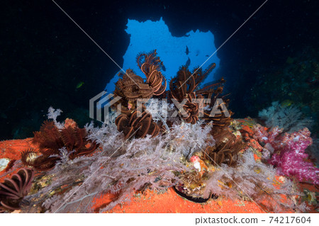 View of the opening from inside the underwater cave (Mergui Archipelago, Myanmar) View of the opening from inside the underwater cave (Mergui Archipelago, Myanmar) 74217604