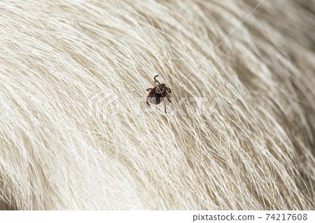 dog tick on animal fur. Rhipicephalus Sanguineus dog tick on animal fur. Rhipicephalus Sanguineus 74217608