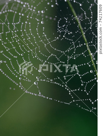 Cobweb, spiderweb with water drop on green background Cobweb, spiderweb with water drop on green background 74217609