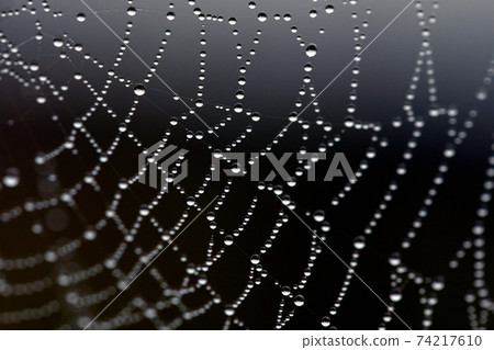Spider web on dark background, close-up. net texture with water drops Spider web on dark background, close-up. net texture with water drops 74217610