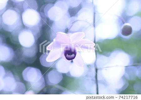Renge潑花 Renge潑花 74217716