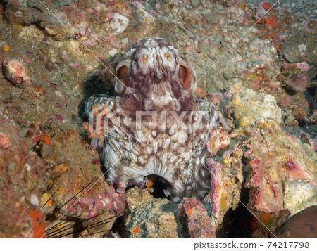 Wamondako模仿岩石(緬甸梅爾吉群島) Wamondako模仿岩石(緬甸梅爾吉群島) 74217798