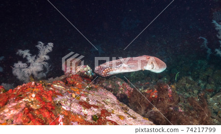 Wamondako swimming in an underwater cave (Mergui Archipelago, Myanmar) Wamondako swimming in an underwater cave (Mergui Archipelago, Myanmar) 74217799