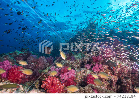 Flock of soft corals and damselfish (Mergui Archipelago, Myanmar) Flock of soft corals and damselfish (Mergui Archipelago, Myanmar) 74218194