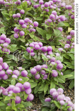 Pink Globe amaranth flowers are in bloom in the park. The scientific name is Gomphrena globosa. 74218219