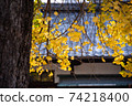 Landscape of the garden with ginkgo 74218400