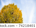 A large ginkgo tree that shines in the autumn sky 74218401