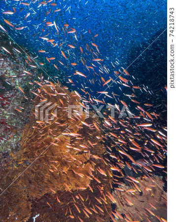 Flock of banana fuzzyers and sea urchins (Mergui Archipelago, Myanmar) Flock of banana fuzzyers and sea urchins (Mergui Archipelago, Myanmar) 74218743