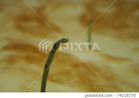 Chinese eel Chinese eel 74218778