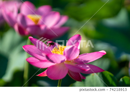 Lotus flower up Lotus flower up 74218913
