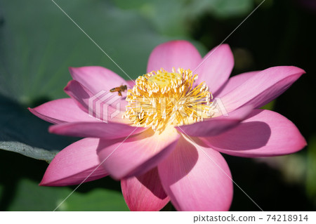 Lotus flower up Lotus flower up 74218914
