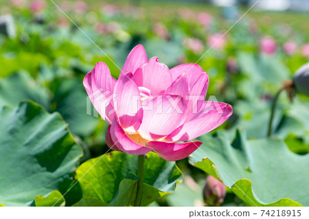 蓮花了 蓮花了 74218915
