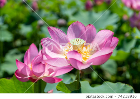 蓮花了 蓮花了 74218916