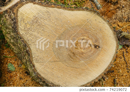 Sawed tree in section. Harvesting wood for heating. 74219072