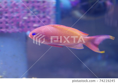 Pink tropical fish 74219245