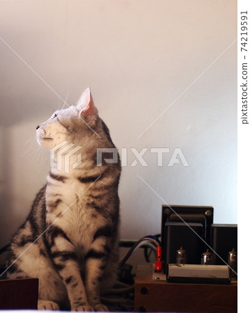 cute short hair young AMERICAN SHORT HAIR breed kitty grey and black stripes home cat relaxing in a bedroom on vintage hi-fi table 74219591