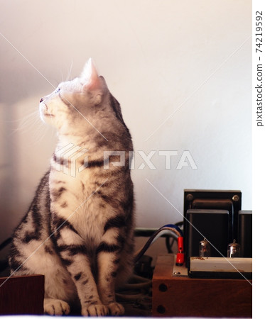 cute short hair young AMERICAN SHORT HAIR breed kitty grey and black stripes home cat relaxing in a bedroom on vintage hi-fi table 74219592